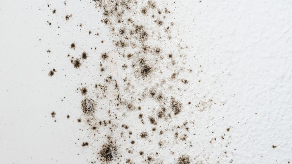 Billede til nyheden Skimmelsvamp i kirken? Se, hvad du skal gøre